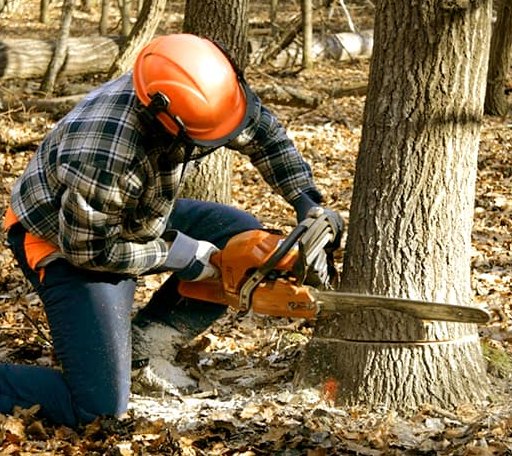 Tree Removal in Weyerhaeuser, WI